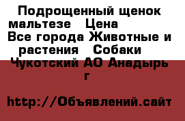Подрощенный щенок мальтезе › Цена ­ 15 000 - Все города Животные и растения » Собаки   . Чукотский АО,Анадырь г.